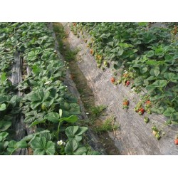 西北地膜廠家_規(guī)模大的地膜生產廠家