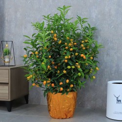 武漢植物租賃公司苗木服務(wù)，武漢家庭植物租擺公司綠植銷售