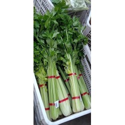 蔬菜捆扎機，小型扎把機，蒜苔捆扎，蒜苔束帶，昆勁小型捆扎機