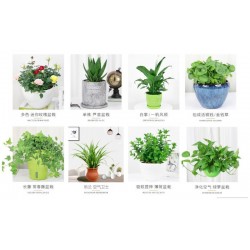 武漢室外苗木價(jià)格商場綠植養(yǎng)護(hù)工廠盆景報(bào)價(jià)，苗木服務(wù)寫字樓花卉