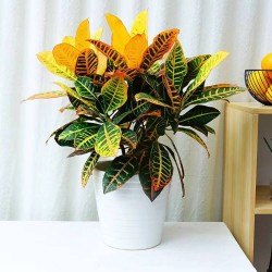 武漢室內(nèi)盆景花卉出租室外苗木出租，商場綠植出租單位苗木養(yǎng)護(hù)