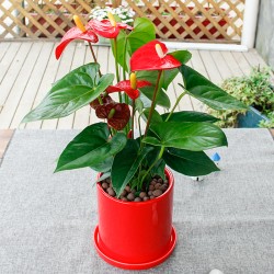 武漢寫字樓綠植出租戶外苗木銷售，武漢商場綠植價格工廠花卉租賃